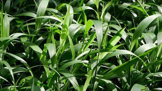 自然风光绿色草地空镜视频