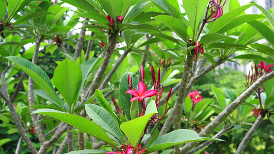 红鸡蛋花 花朵视频