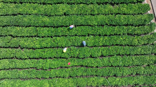 佛山市高明区对川茶场的茶农在采茶视频