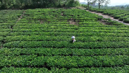 佛山市高明区对川茶场的茶农在采茶视频