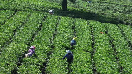 佛山市高明区对川茶场的茶农在采茶视频