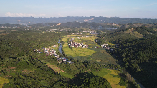 金秋美丽乡村金黄杂交水稻农业发展航拍视频视频