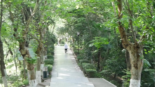 长沙岳麓山登山步道树林空镜视频