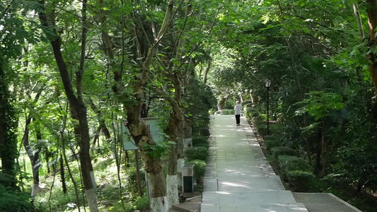 长沙岳麓山登山步道树林空镜视频