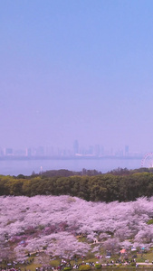 近距离航拍武汉东湖樱花园日式五重塔素材日式建筑视频