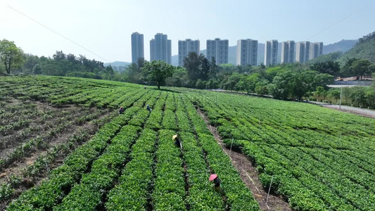 佛山市高明区对川茶场的茶农在采茶视频