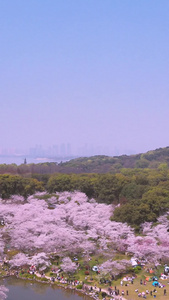 近距离航拍武汉东湖樱花园日式五重塔素材樱花季视频