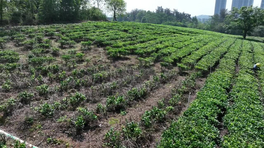 佛山市高明区对川茶场的茶农在采茶视频