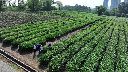 佛山市高明区对川茶场的茶农在采茶视频