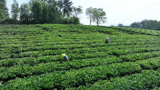 佛山市高明区对川茶场的茶农在采茶视频