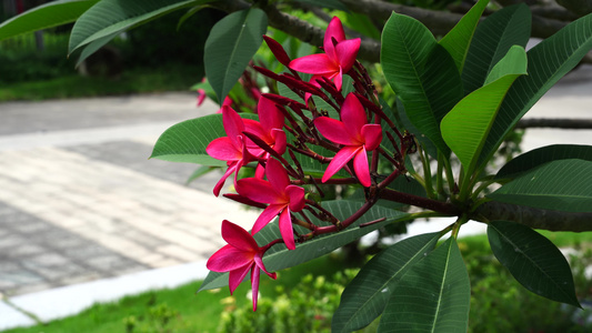 红鸡蛋花 花朵视频