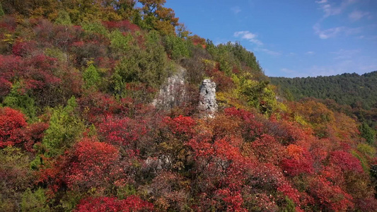 航拍山坡上的红叶视频