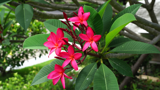 红鸡蛋花 花朵视频