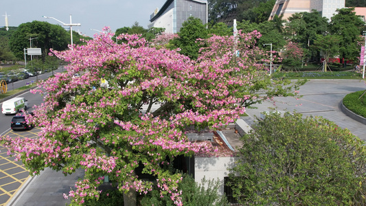 异木棉花拥簇的地铁站视频