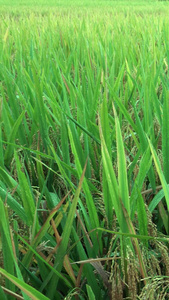 乡间农田里的水稻农作物视频