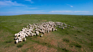 5k航拍蓝天下美丽的草原上缓慢移动的羊群21秒视频