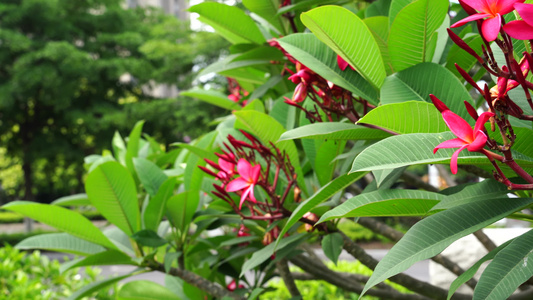 红鸡蛋花 花朵视频