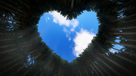 透过树木的心脏向上寻找 与时折云,无缝环绕,4k视频