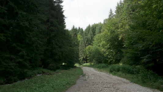 山上森林道路和绿树的景象视频