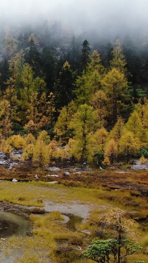 秋天金黄色的松树林航拍视频落叶松62秒视频