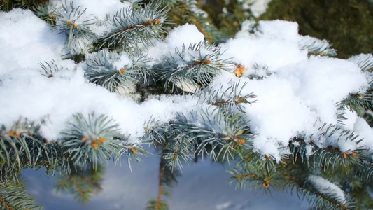 风从雪覆盖的树枝上 刮下雪来视频