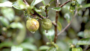 4k实拍茶园茶果茶树上的水滴特写18秒视频