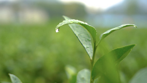 4k实拍茶树茶叶上的水滴特写68秒视频