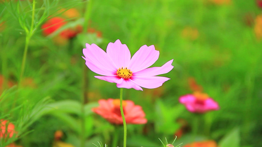 夏天蜜蜂在鲜花上采粉视频