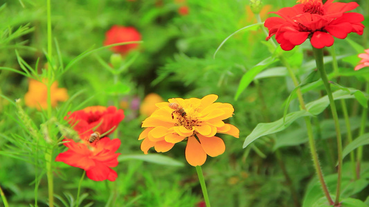 夏天蜜蜂在鲜花上采粉视频