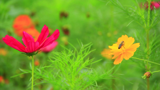 夏天蜜蜂在鲜花上采粉视频