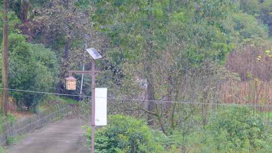 雨中滴水的树叶视频