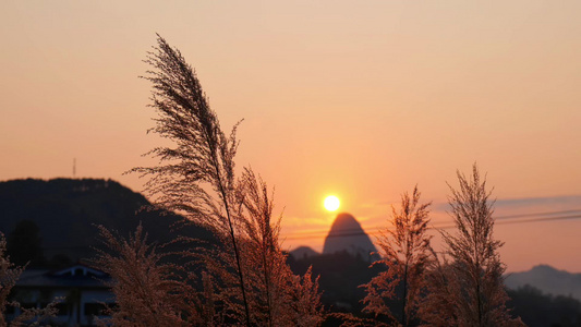 唯美夕阳芦苇视频