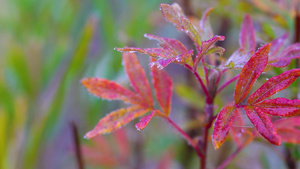 深秋红植物上的霜降16秒视频