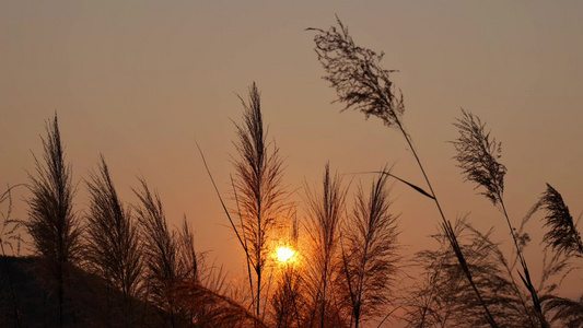 唯美夕阳芦苇视频