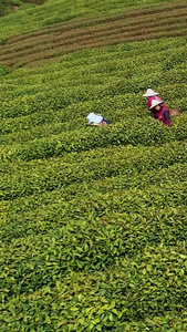 茶农采茶航拍龙井茶园视频