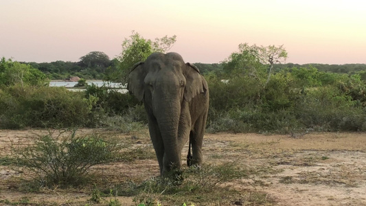 斯里兰卡雅拉国家公园的保护动物大象视频
