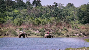 在巴迪亚国家公园大象33秒视频