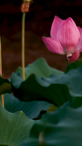夏天荷塘荷花视频素材水生植物视频