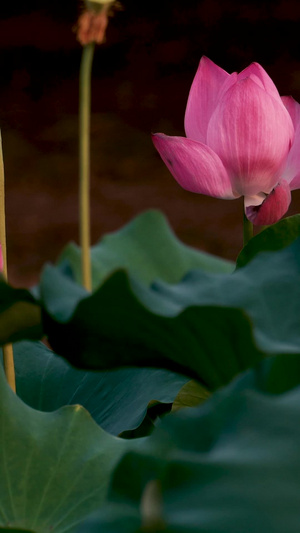 夏天荷塘荷花视频素材水生植物36秒视频