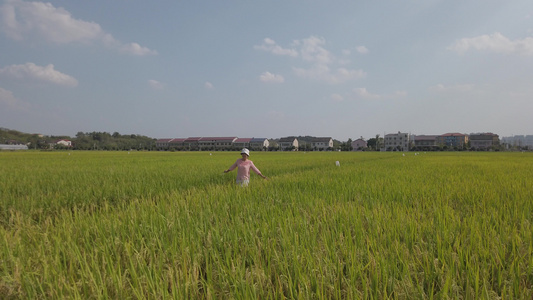 乡村稻田自然景观4k[稻茬]视频