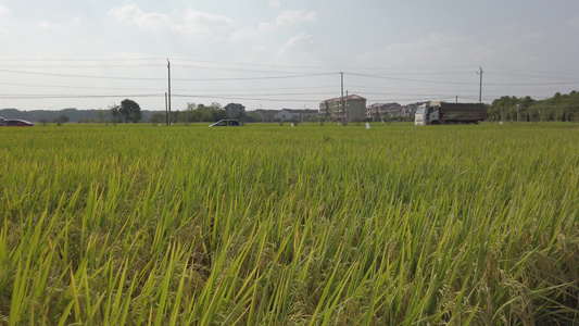 乡村稻田自然景观4k[稻茬]视频