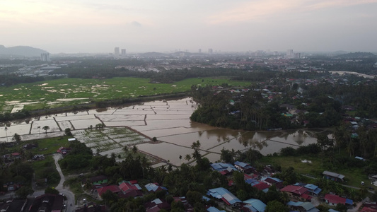 在耕种季节在洪水稻田上飞翔视频