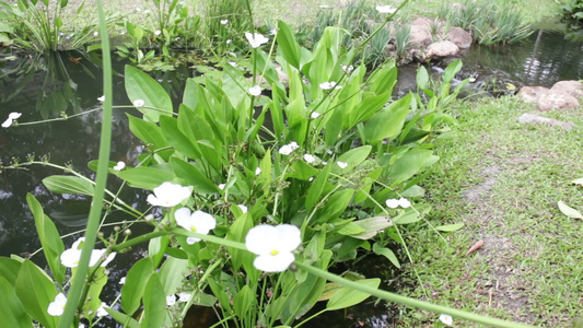 花园小溪和装饰水花植物视频