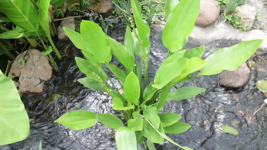 热带园圃中的植物和溪流视频