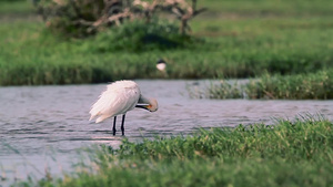班达加国家公园的水鸟32秒视频