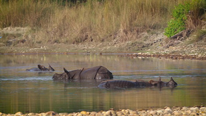 巴迪亚国家公园内最大的一角独角犀牛37秒视频