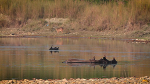 巴迪亚国家公园内最大的独角犀牛33秒视频