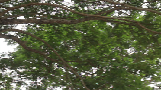 夏季田绿树视频
