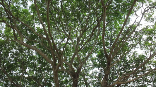 夏季田绿树视频
