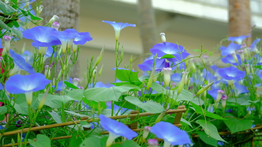 花朵在花园中开花 蓝植物和藤叶视频